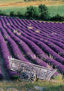 products from provence with lavender design