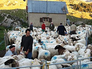 transhumance