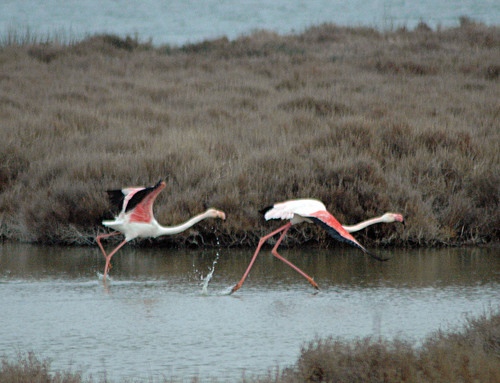 camargue